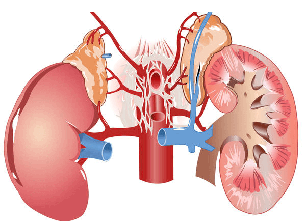 Kidney-Failure